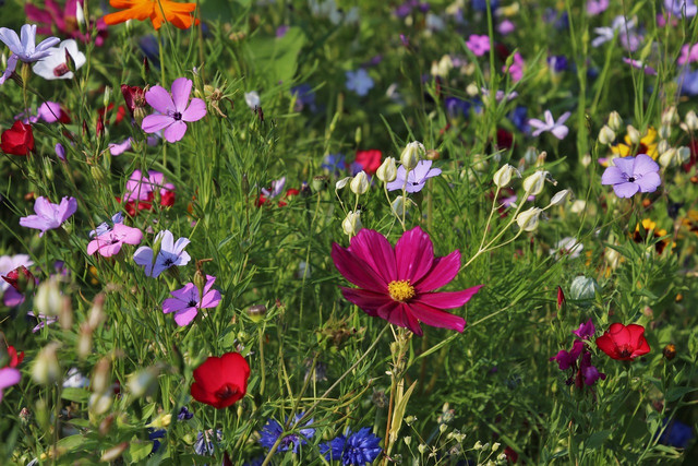 Try to identify different wildflowers.