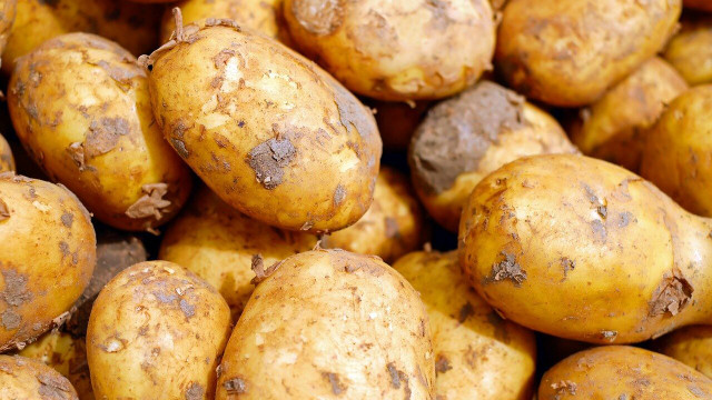 can you eat raw potatoes