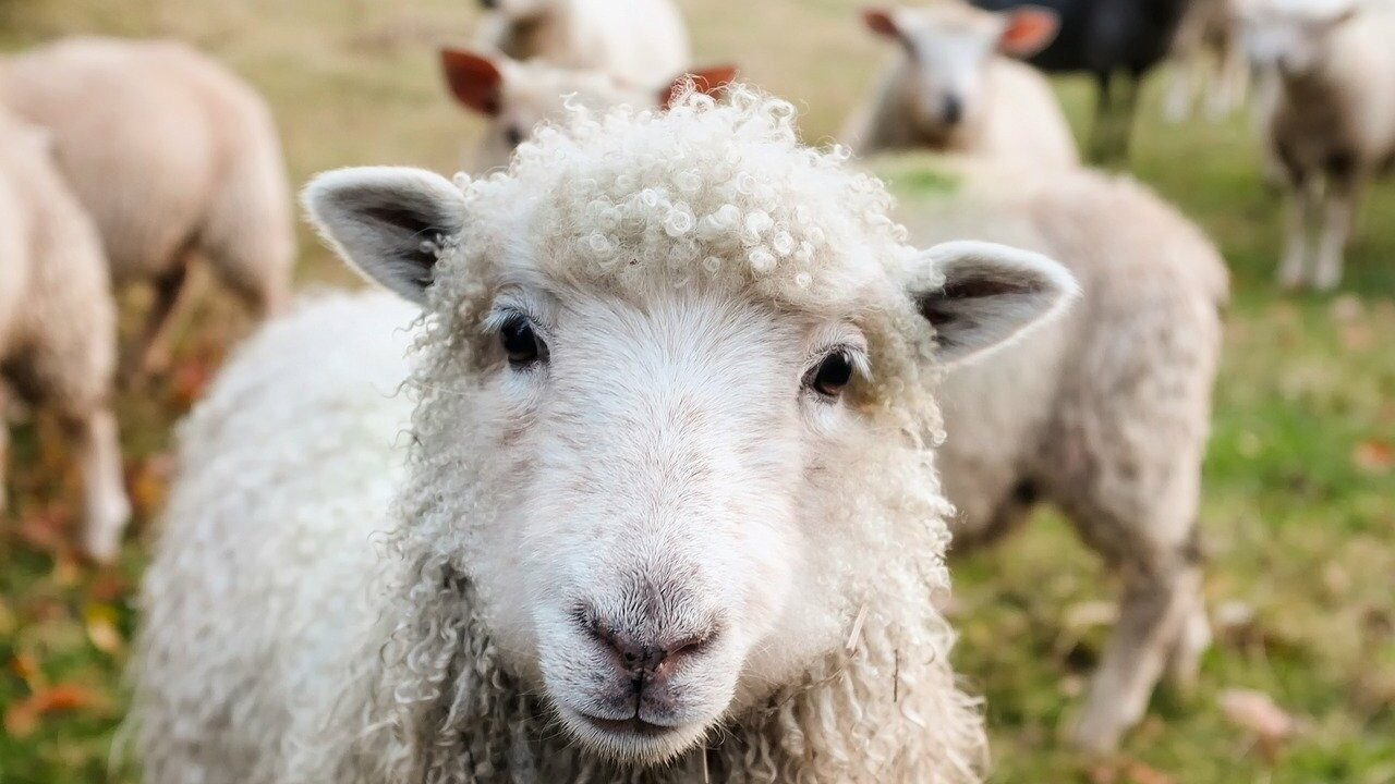 Nasal bots in sheep  Agriculture and Food