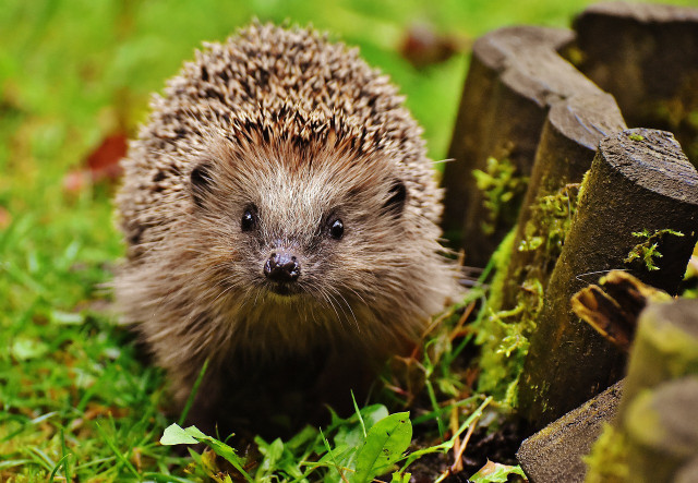 Did you know that hedgehogs have around 5000 to 7000 spikes? 