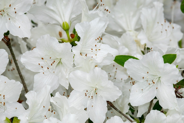 Azaleas are one plant that likes coffee grounds.