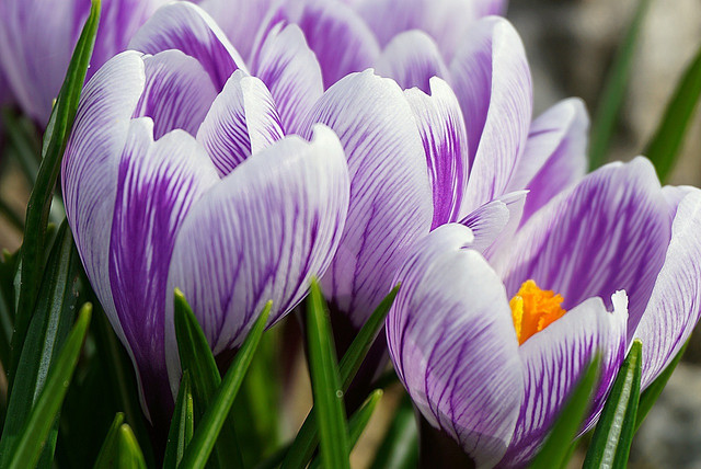 Crocuses are robust and will multiply year after year.