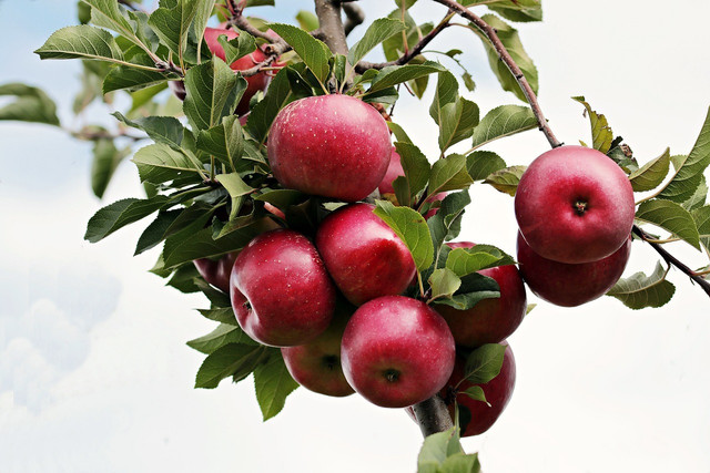 Pruning your apple trees is good for the environment. 