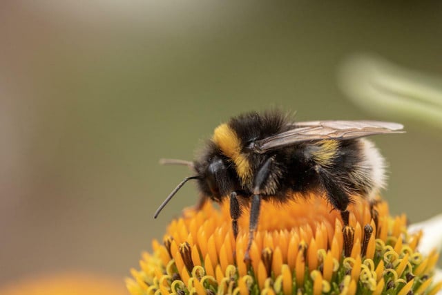 Franklin's bumblebee hasn't been seen for more than 15 years, but there's still hope for this invertebrate.