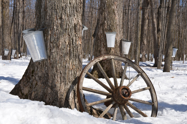 You can collect your own tree sap to make an extremely local maple taffy.