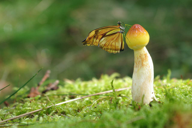 Mycelium roots of emerging food chains.