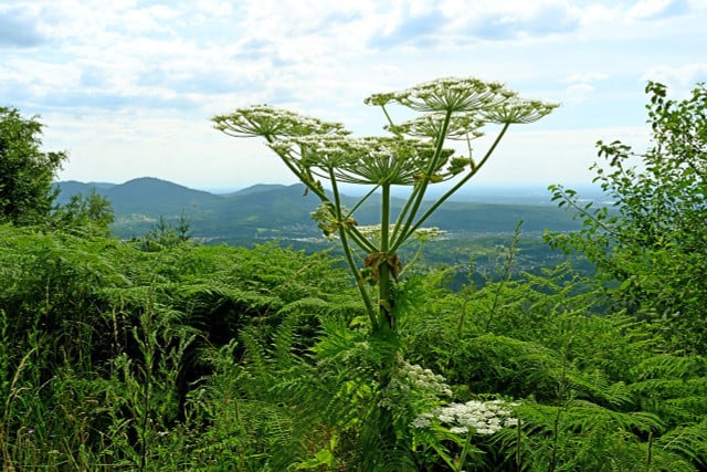 Giant hogweed is noxious and toxic.