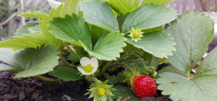 fertilize strawberries
