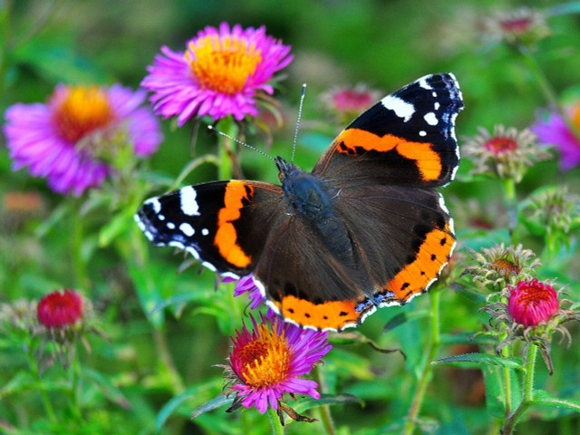 Butteflies bring color and vibrancy to your garden, as well as pollinate your plants to keep your garden thriving.