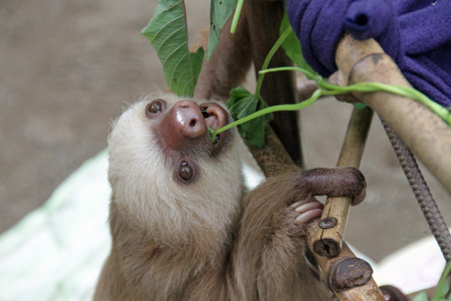 Many sloth sanctuaries also take care of baby sloths. 