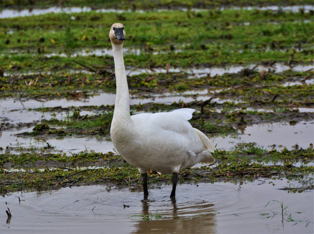 Bring your binoculars for a close-up of the trumpeter swan.