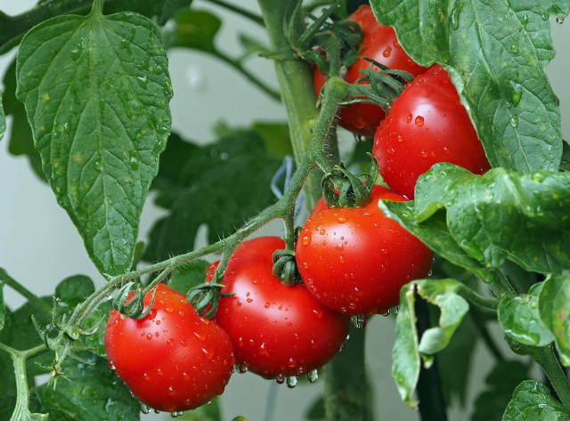You have a green thumb? Tomatoes are warm weather plants that you can easily grow in your yard at home!