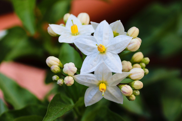 The jasmine plant has naturally occurring antiseptic properties.