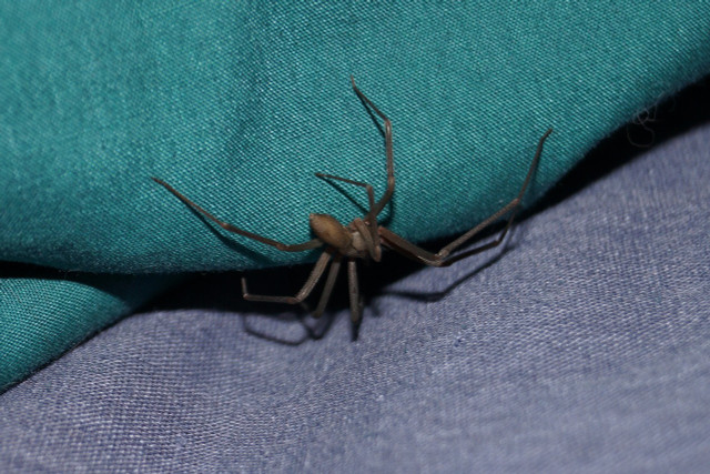 You can recognize the brown recluse spiders by their dark brown skin, a violin-shaped mark on their upper body and finally, their light brown legs.