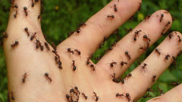 natural ant repellent