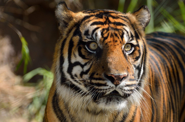 To help promote sustainable palm oil production and help protect endangered animals like the Sumatran tiger, it is important to be conscious of what is in the products that you purchase.
