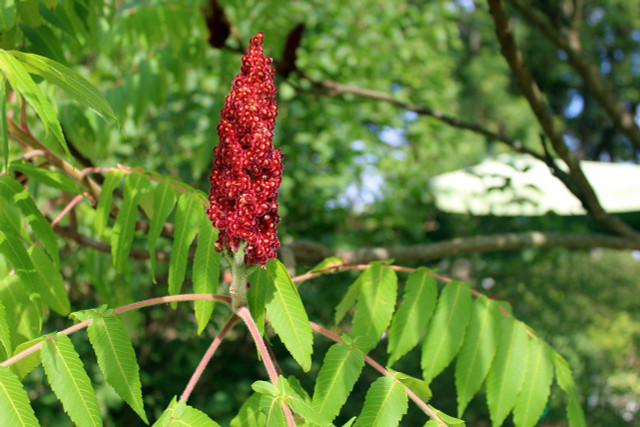 If you're lucky enough to live close to where sumac berries grow in the wild, you're in for a treat. 