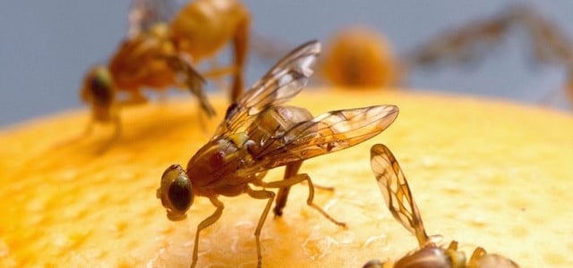 DIY fruit fly traps