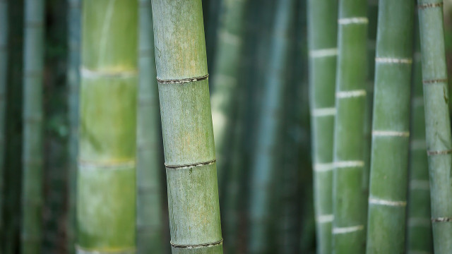 Uses for bamboo.