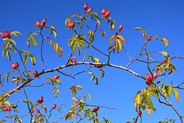 Rose hips are packed with nutrition and antioxidants.