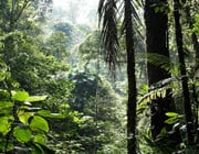 ecosystem tropical rainforest