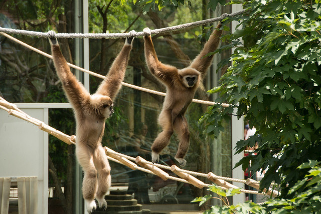 Gibbons mate for life and sing in duets to mark their territory.