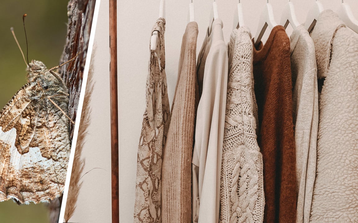 Why Clothing Moths Appear In Closets (And 7 Tips To Avoid Getting