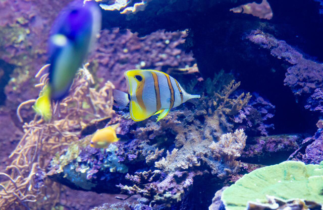 The butterflyfish is one of the main predators of the christmas tree worm.