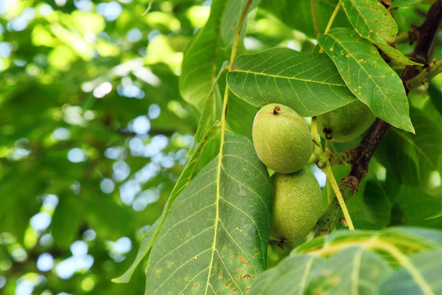Here you can see how walnuts grow before they are ripe for consumption.
