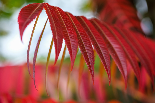 Poison sumac is common in many southern US states.