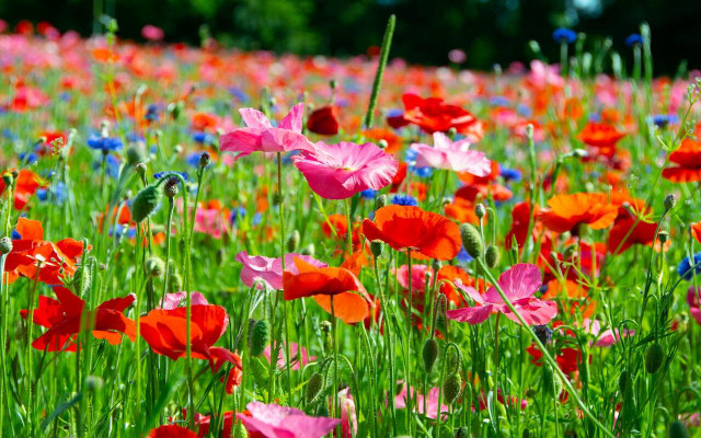 Once you learn how to plant wildflower seeds, you can enjoy colorful views in your yard. 