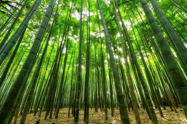 Bamboo has the potential to replace steel