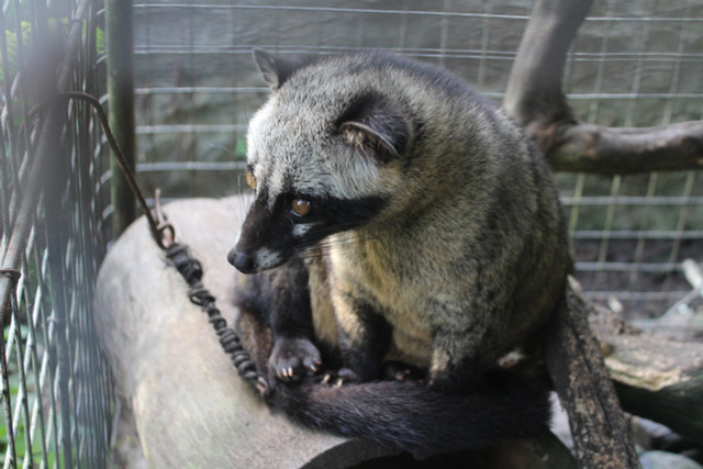 Palm civets are kept in small cages, they produce civet coffee.
