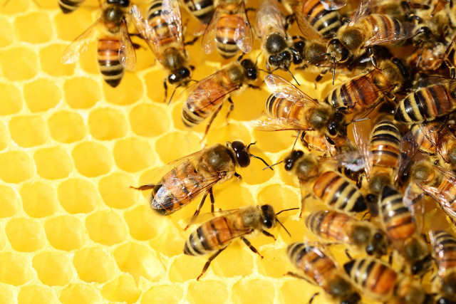 Honey bees remain active throughout winter within their hives.