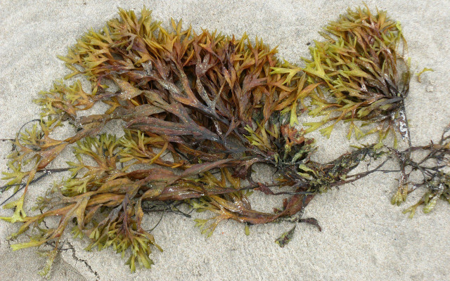 irish sea moss benefits