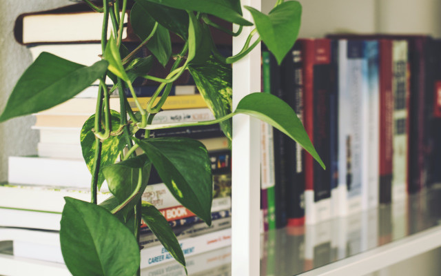 indoor plants: hanging tips