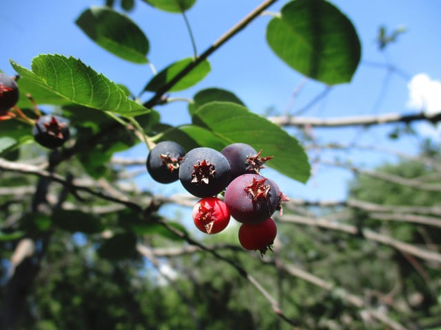 Juneberries grow natively all across North America.