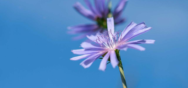 The Top 5 Chicory Benefits For Your Health - Utopia