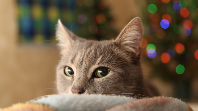 How to Keep Your Cat Off Your Christmas Tree this Year