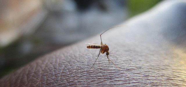What purpose do mosquitoes serve?