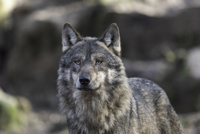 The elusive Grey Wolf is in decline due to continued hunting and habitat loss.