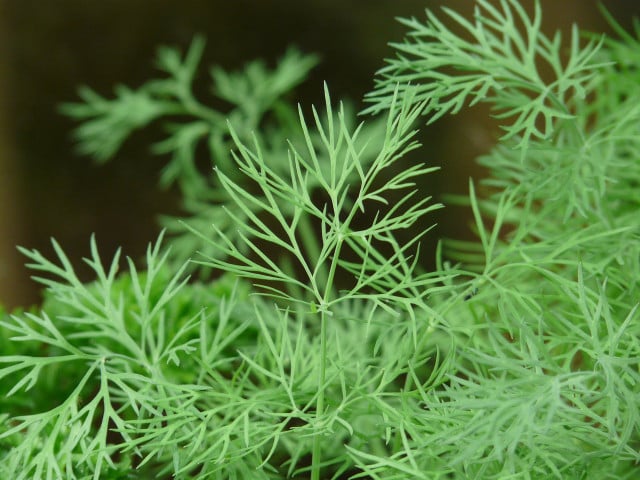 Dill is an effective bug deterrent for your garden.