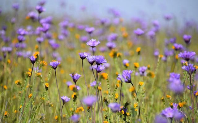 Visit in the spring to experience the full beauty of the wildflowers in bloom. 