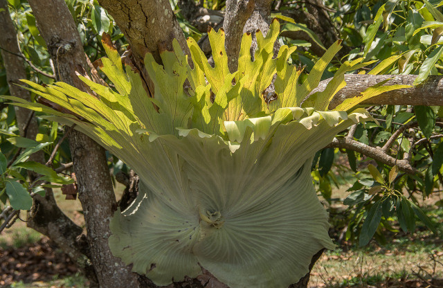 In the wild, the staghorn or elkhorn fern can grow up to 35 inches tall and 31 inches wide.