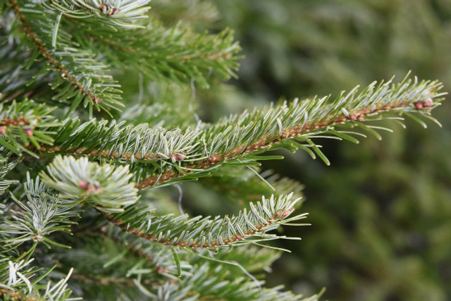 Check out the branches of the Christmas tree before buying it.