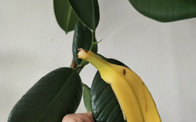 Banana peel uses for plants
