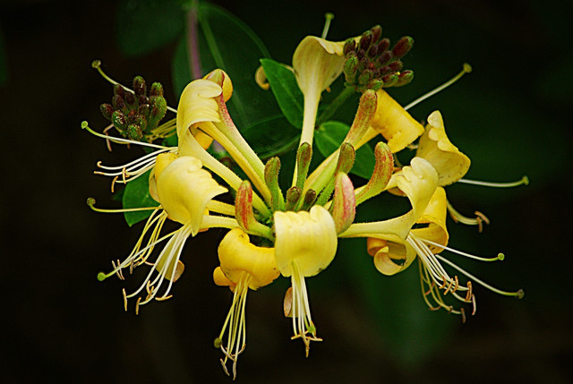 Japanese honeysuckle is the most invasive plant in the US.