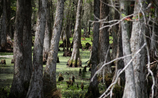 Caddo Lake is home to the largest cypress forest in the world.