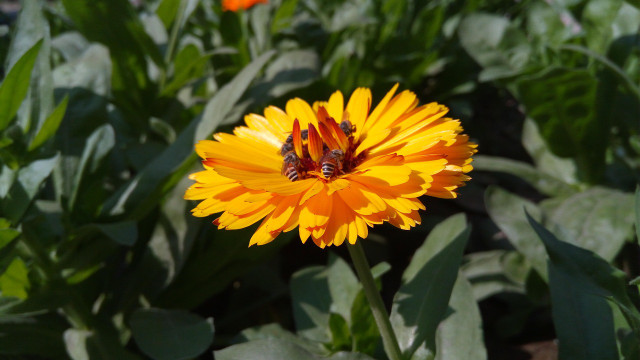 Grow bee-friendly plants in your garden or balcony to help the honeybees.