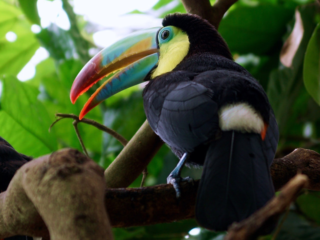 What animals live in rainforests? Toucans are often associated with tropical rainforest ecosystems.
